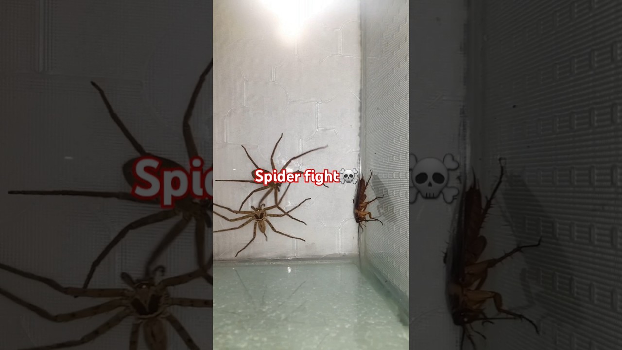 Spider fight.Spider vs Spider #spiderfight #spider #cockroach #insectfight