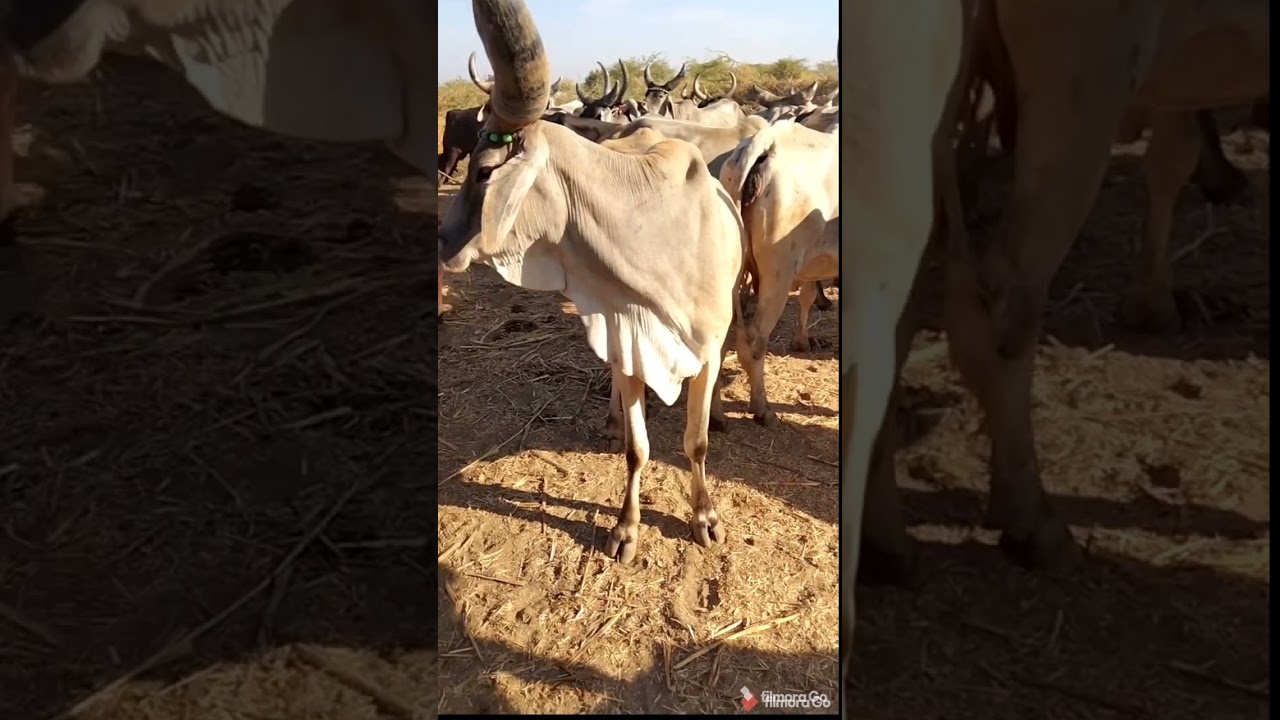 #kanrejcow