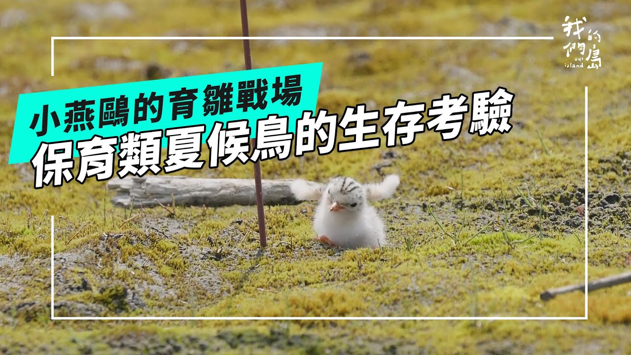 飛越六千公里而來的夏候鳥｜為小燕鷗留下一席之地(公視我們的島 第1333集 2025-11-24)