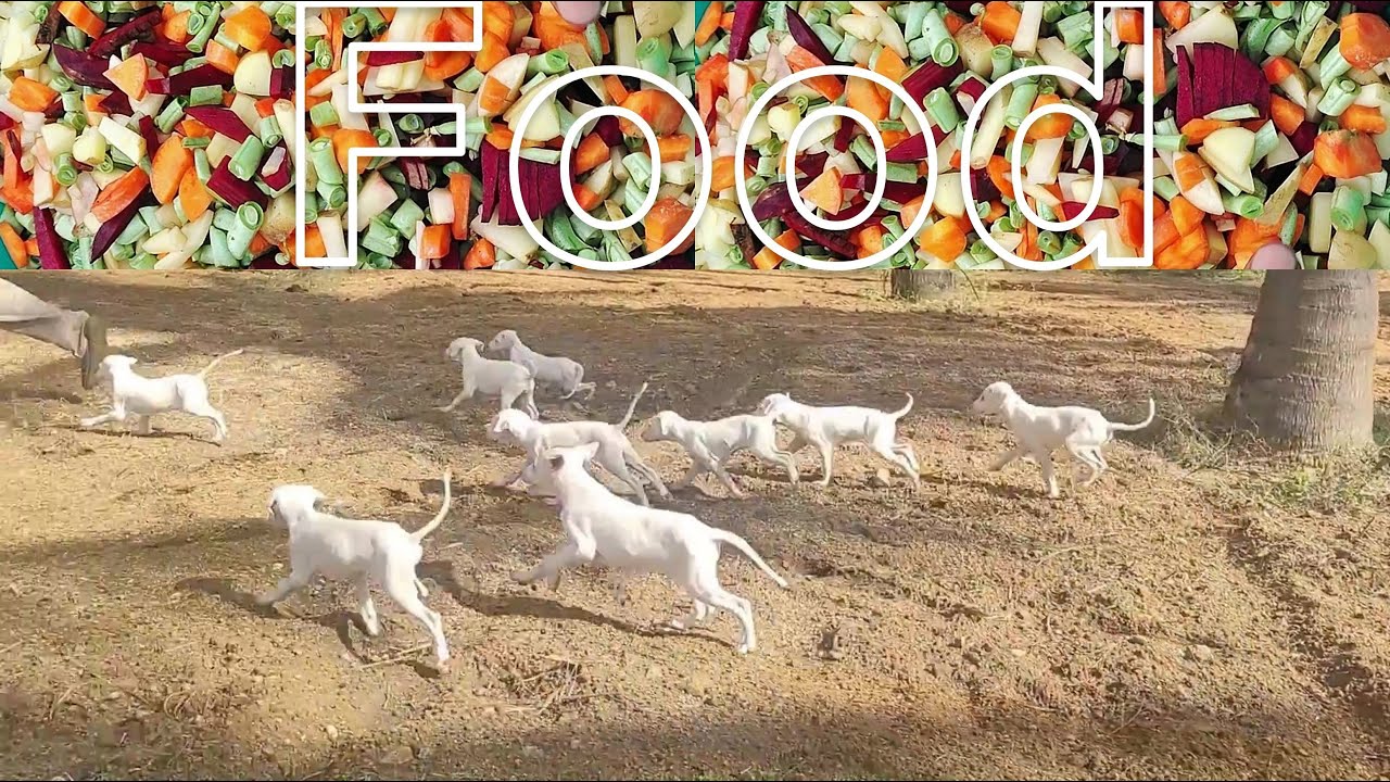 Rajapalayam Dog Food Puppy Diet Plan