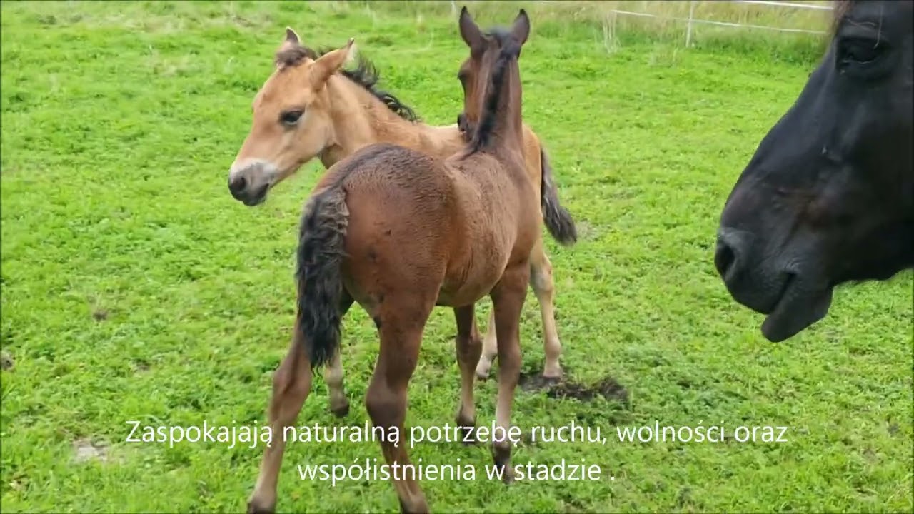 Jakie są źrebaki z hodowli bezstajennej, 1,5 mies ogierek Neptun