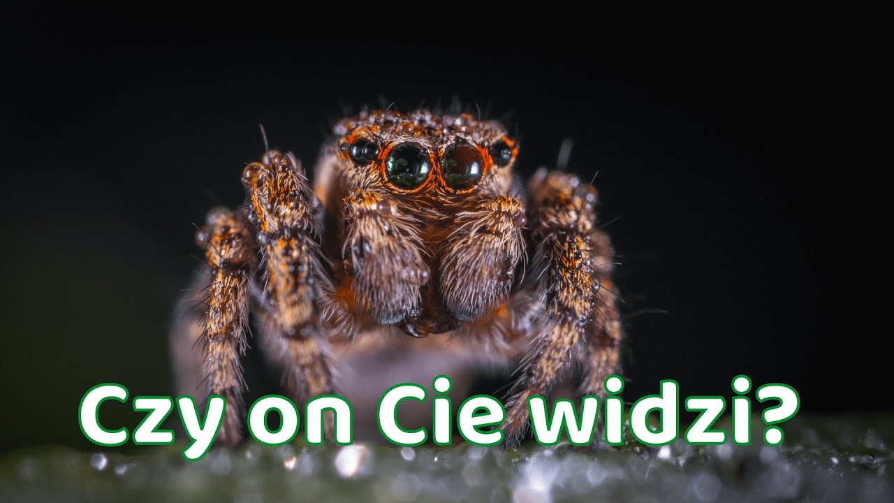 Czy pająk Cię widzi?