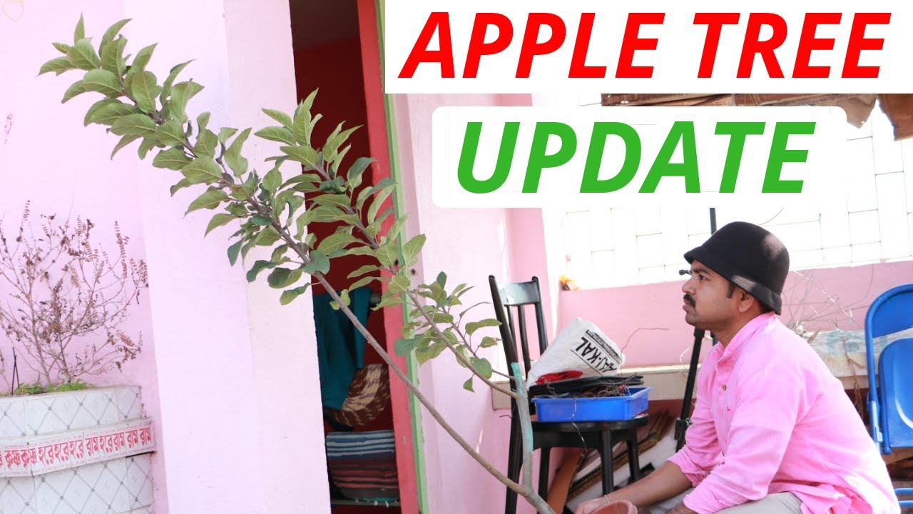 Apple plant in container  ,grow and care, update after 1.5 years, Part 2