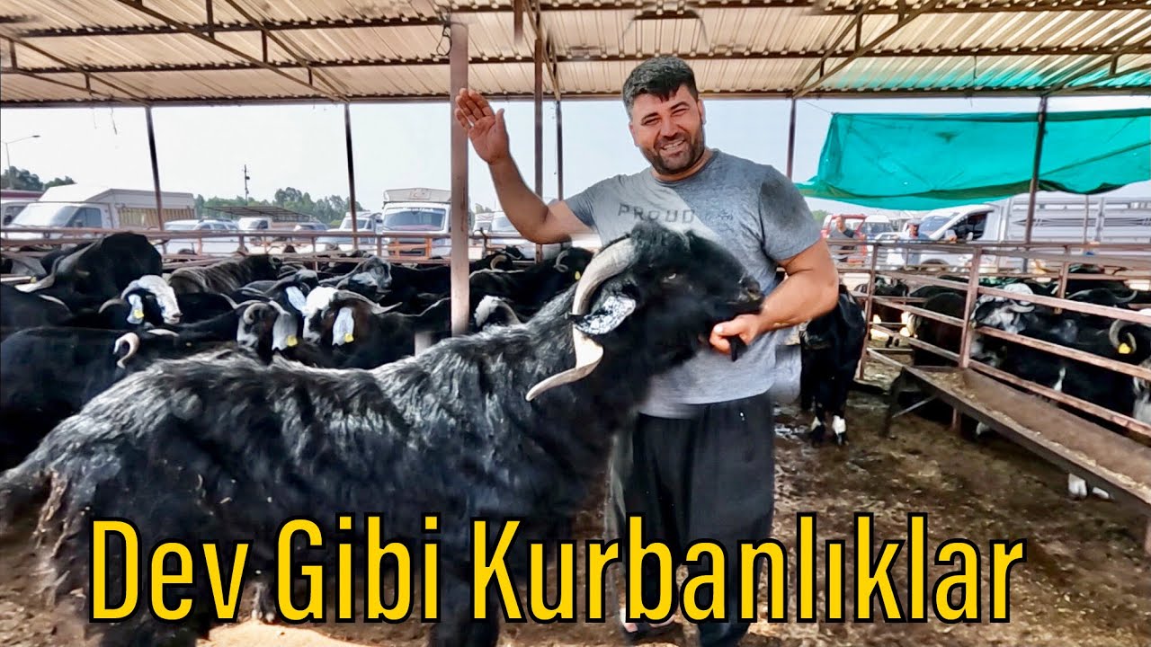 Kadirli Hayvan Pazarında Son Durumlar / 2024 Kurbanlık Fiyatları