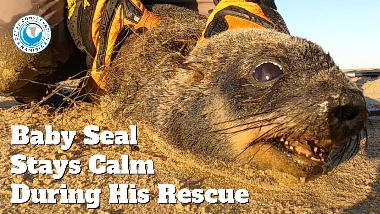 Baby Seal Remains Calm During His Rescue