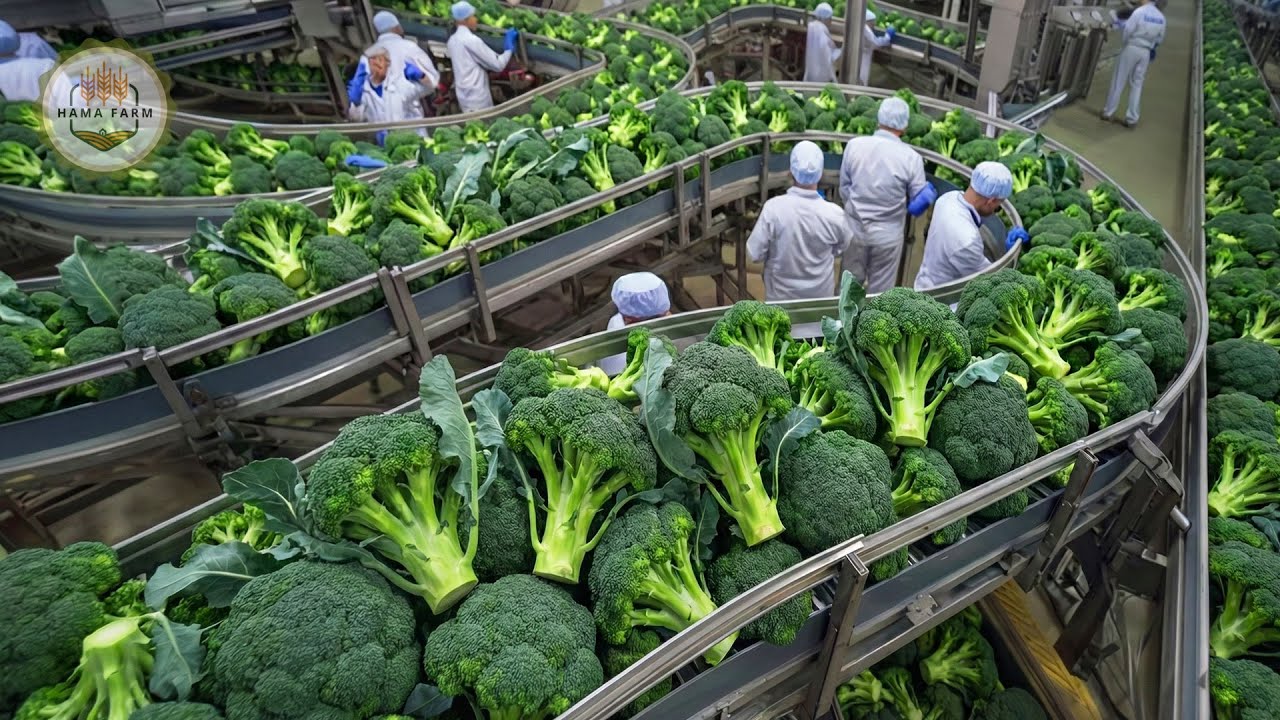 How Millions of Cauliflowers Are Processed in a Modern Processing Factory