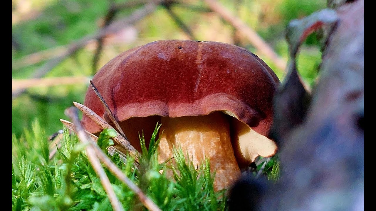 Wysyp podgrzybków i złotoborowików wysmukłych! Dużo ludzi w lesie ale grzybów wszystkim starcza.