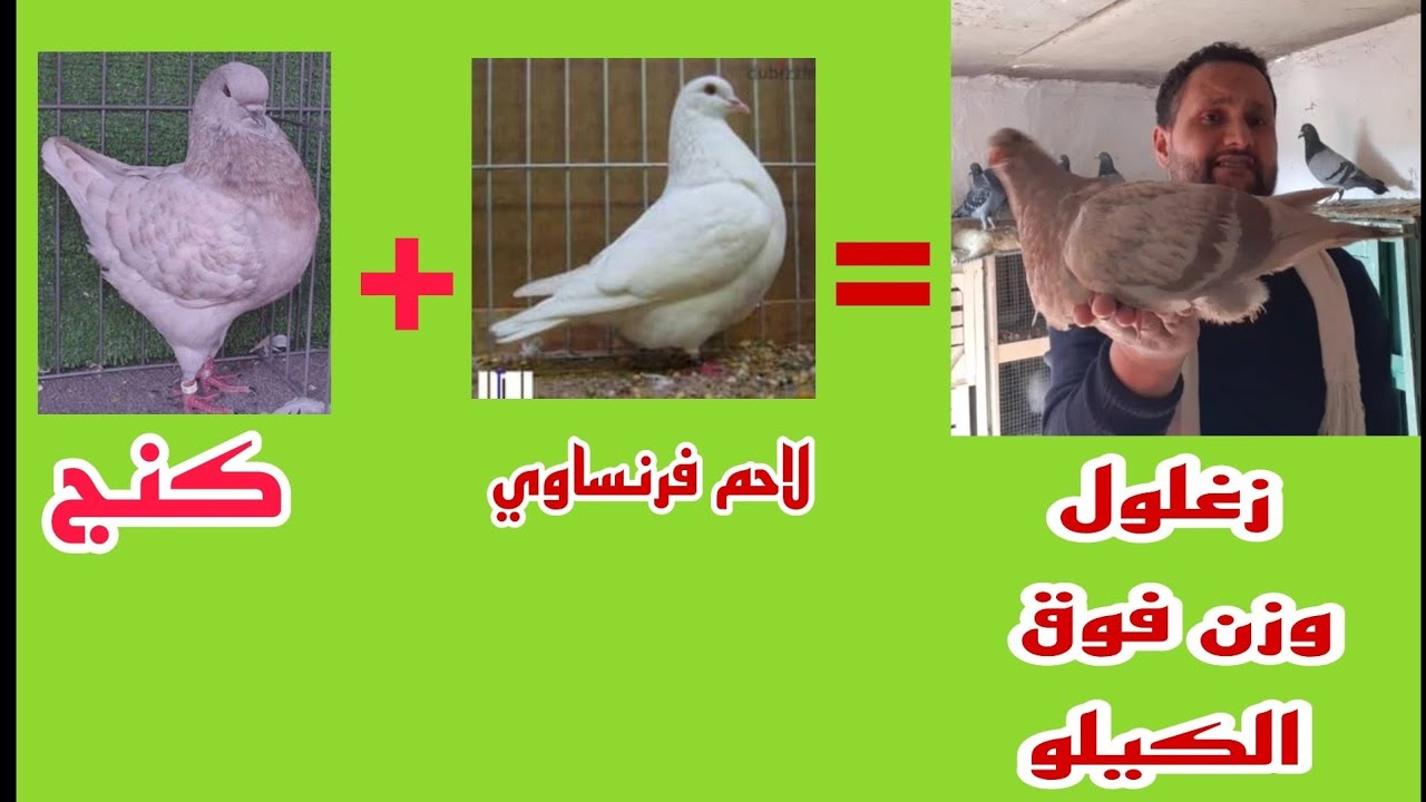 افصل مشروع تهجين الحمام#اكبر حجم زغلول ممكن تشوفه #ناتج تهجين الكنج مع#اللاحم الفرنساوي #سيد فرج