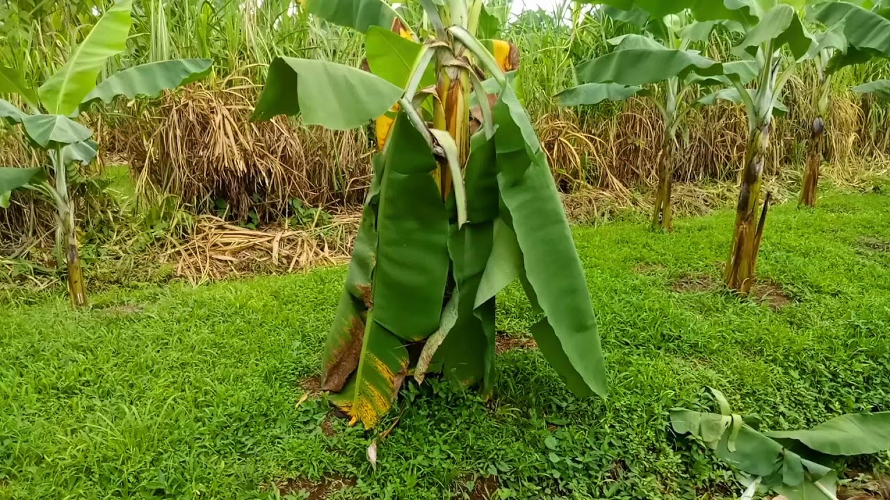 Alerta ante los síntomas del Fusarium Raza 4 Tropical (Foc R4T)