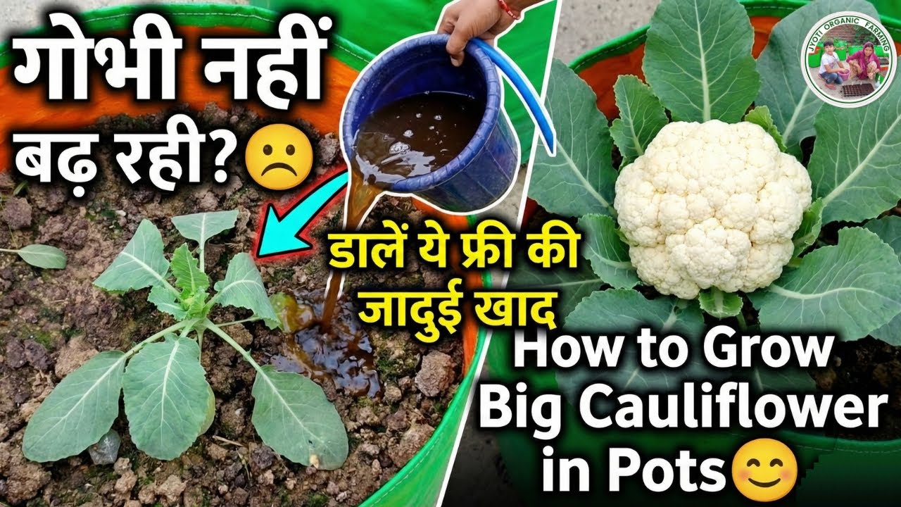 ग्रो बैग में गोभी नहीं बढ़ रही? 😱 डालें ये 'फ्री की जादुई खाद' 🚀 | How to Grow Big Cauliflower 🥦