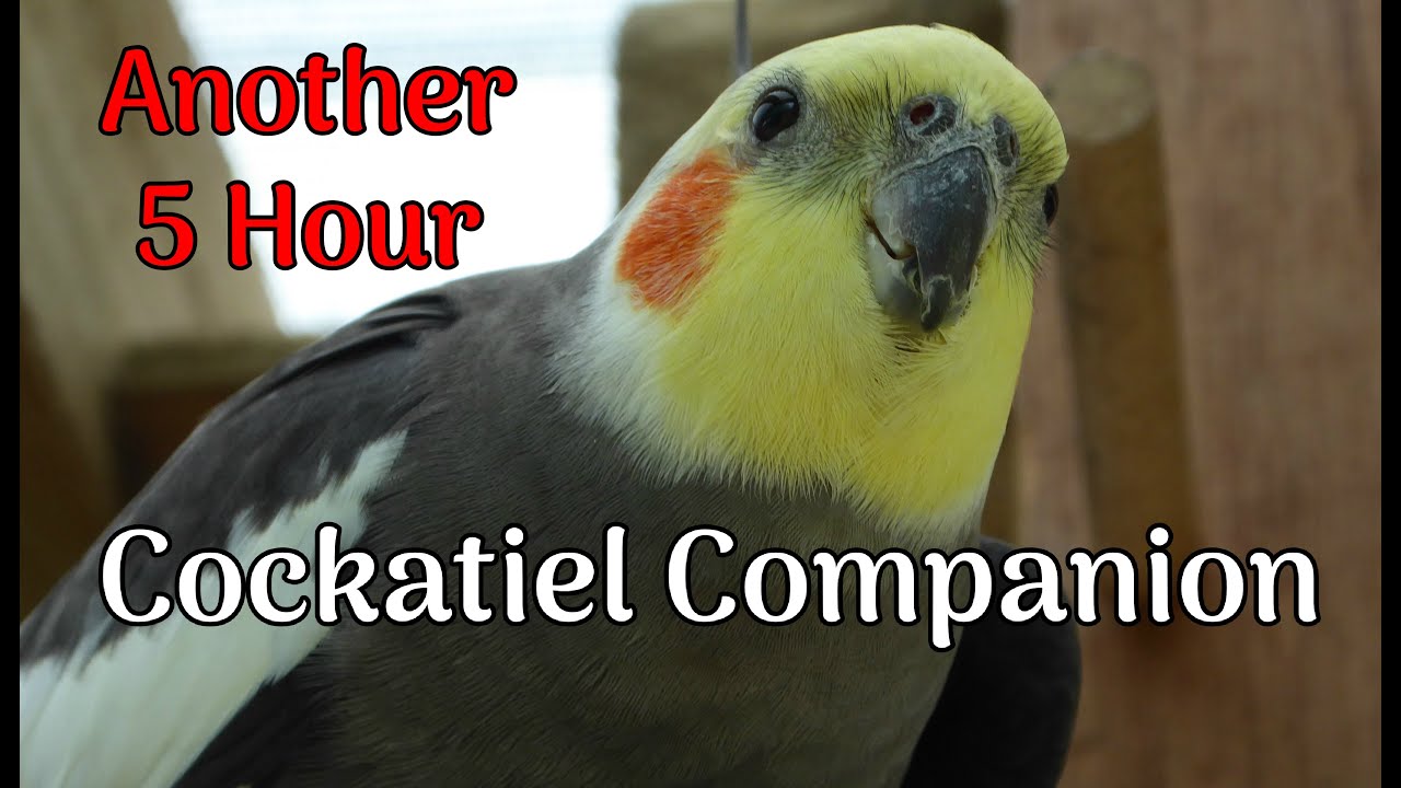 Cockatiel Companion 5 HOURS OF COCKATIELS!!!