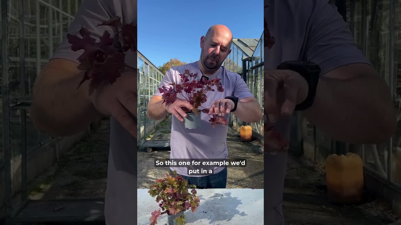 Have your heucheras seen better days?