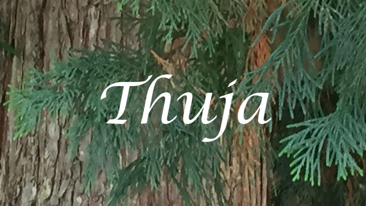 Thuja - Ahnenmedizin & Seelenhomöopathie - Kim Fohlenstein