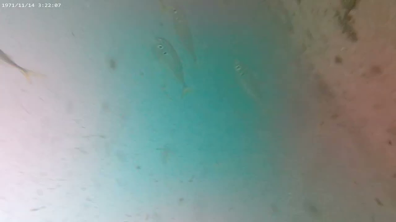 life on the reef scvad and conger attacking the bait