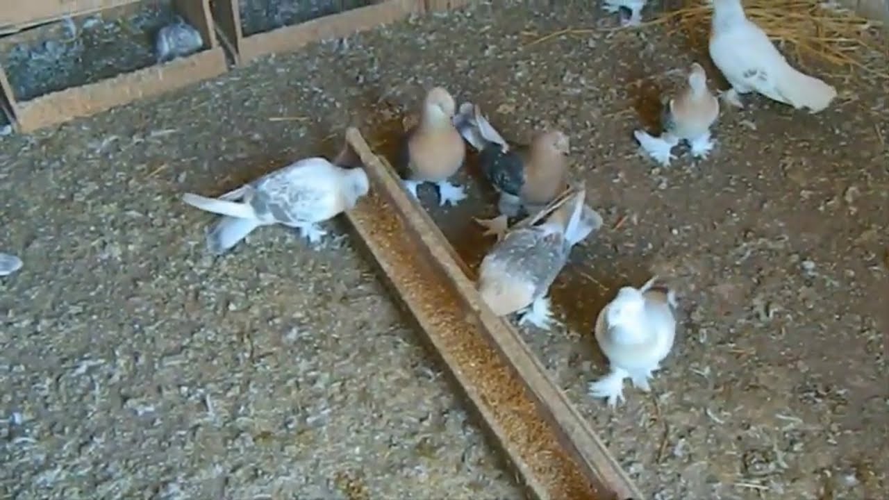 Özgür UZ Abinin Kostüm Kuşları (Güvercin'leri)