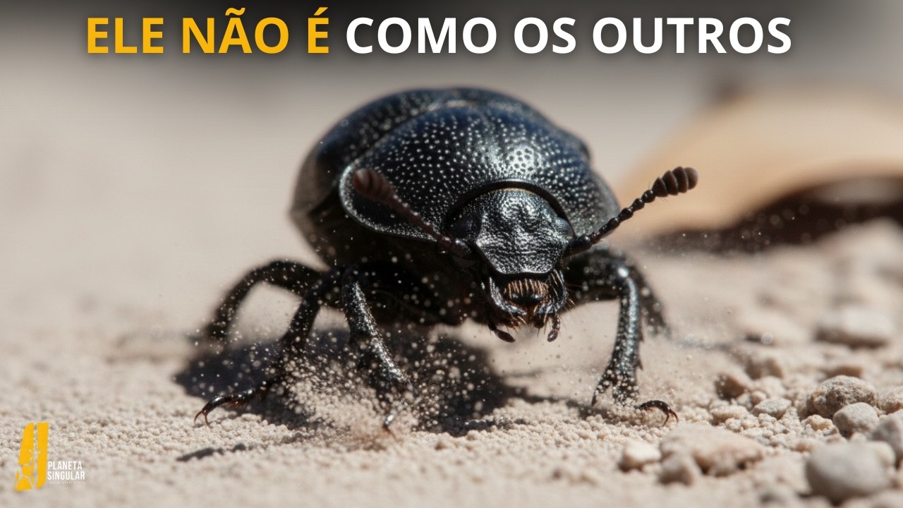 A natureza selvagem e quase INDESTRUTÍVEL do Besouro da Califórnia
