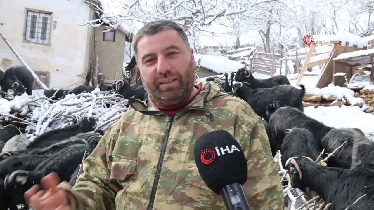 Adanalı besiciler sürülere saldıran kurtalara çözüm istiyor