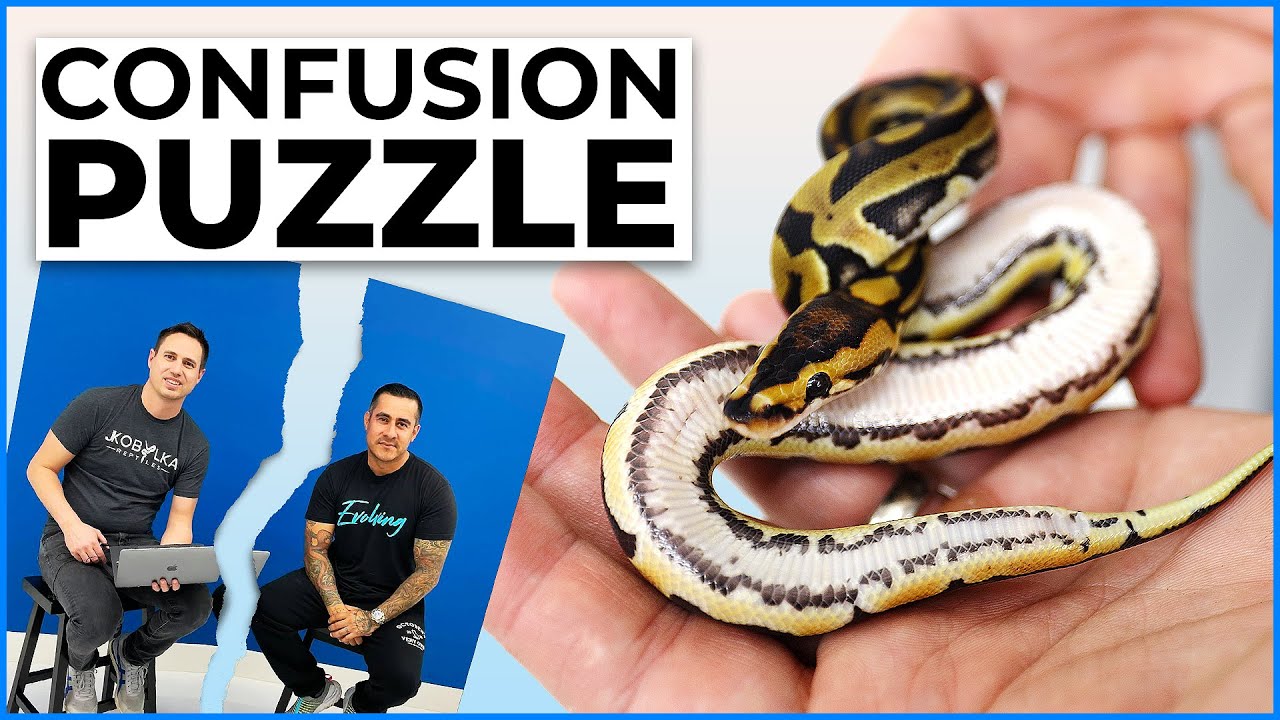 The Confusion Puzzle is FINALLY HERE! + Why JKR and AEP are OVER | #Hetflix 111