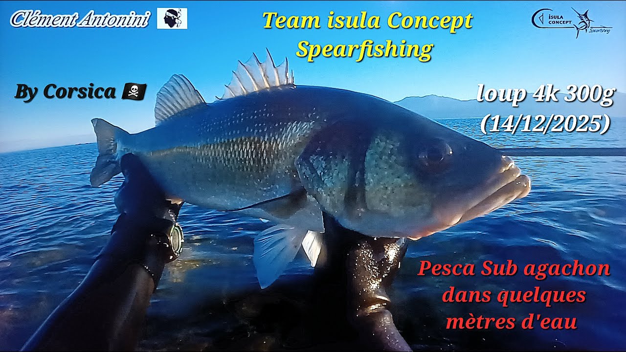 SPEARFISHING (14/12/2025) gros loup 4k300g agachon dans 50cm d'eau @clementantoniniteamIsula