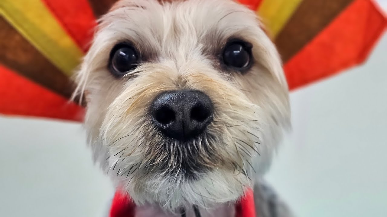 Benji!
