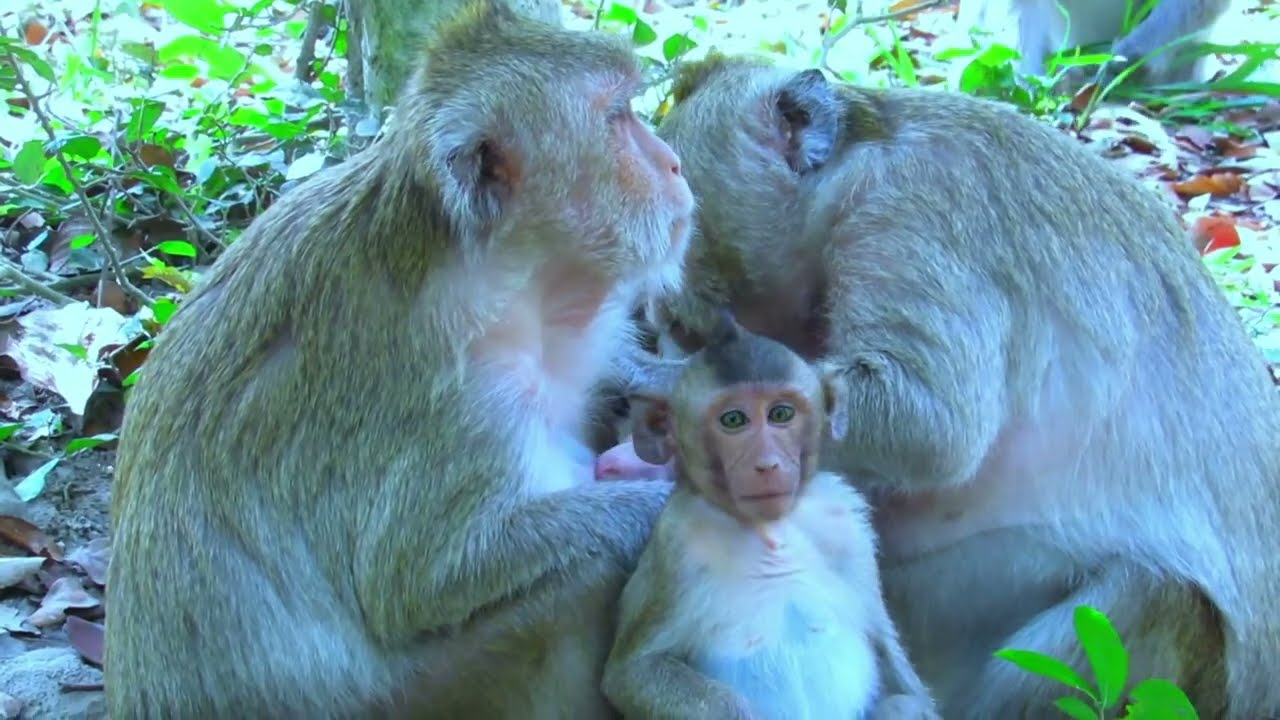 I Wasn’t Ready for This Baby Monkey’s First Cry 🐒