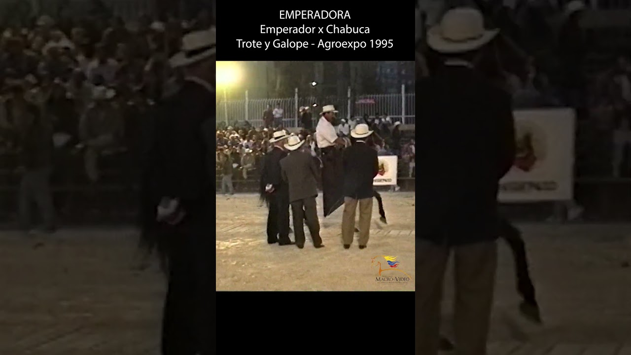 EMPERADORA TROTE Y GALOPE AGROEXPO 1995 #shortsvideo #caballos #horse