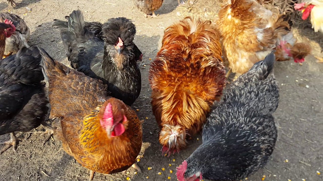 Baromfiudvar február végén