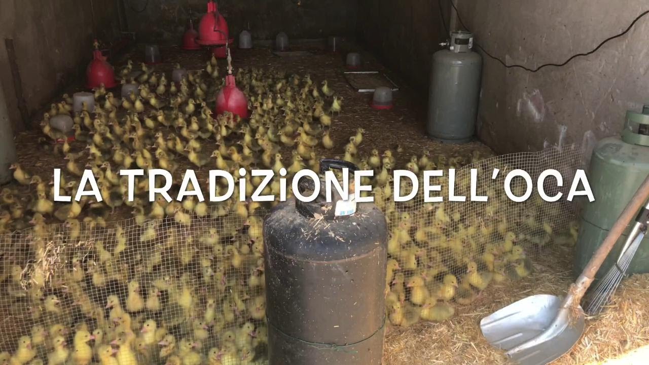 Sant'Urbano di Padova, uno dei più grandi allevamenti di oche