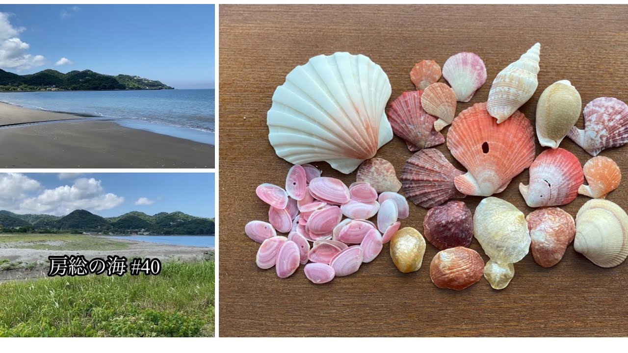 房総の海 #40 快晴の海辺で/ヒオウギ/ナデシコ/タカラガイ/桜貝/shells/beach walk/