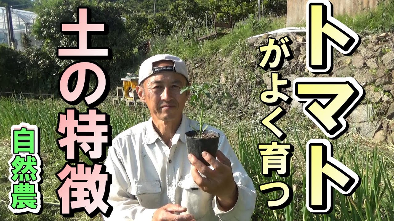 【自然農】　2022年5月4日　何の後にトマトを植えると良く育つ？トマトが良く育つ畝の特徴　【natural farming】