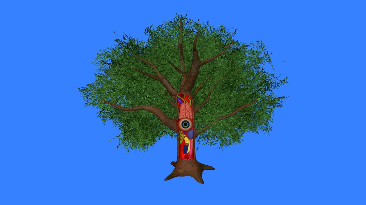 How a Tree works