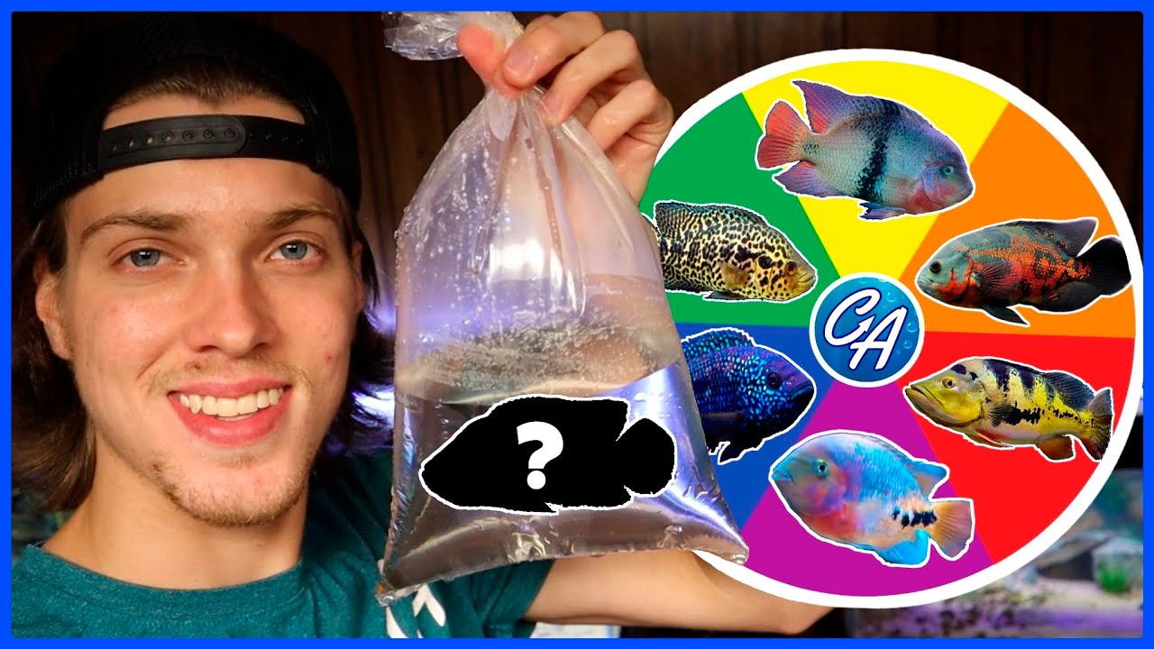 Spin The Wheel & Buy The Cichlid It Lands On!