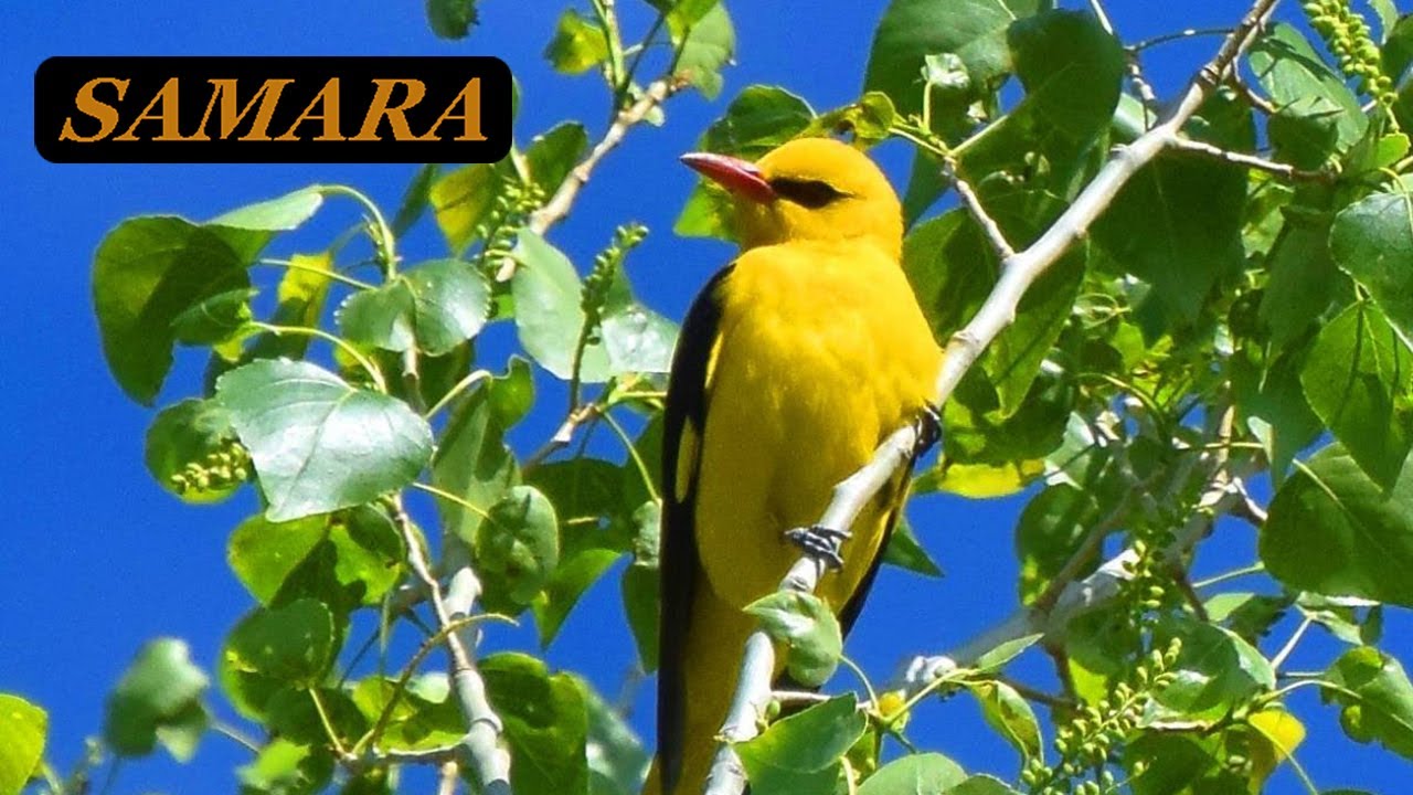 The singing of the oriole. Botanical Garden. Samara. End of July 2023.Пение иволги. Ботанический сад