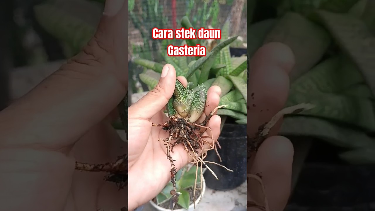 Cara stek Daun Gasteria #stekdaun #gasteria #succulent