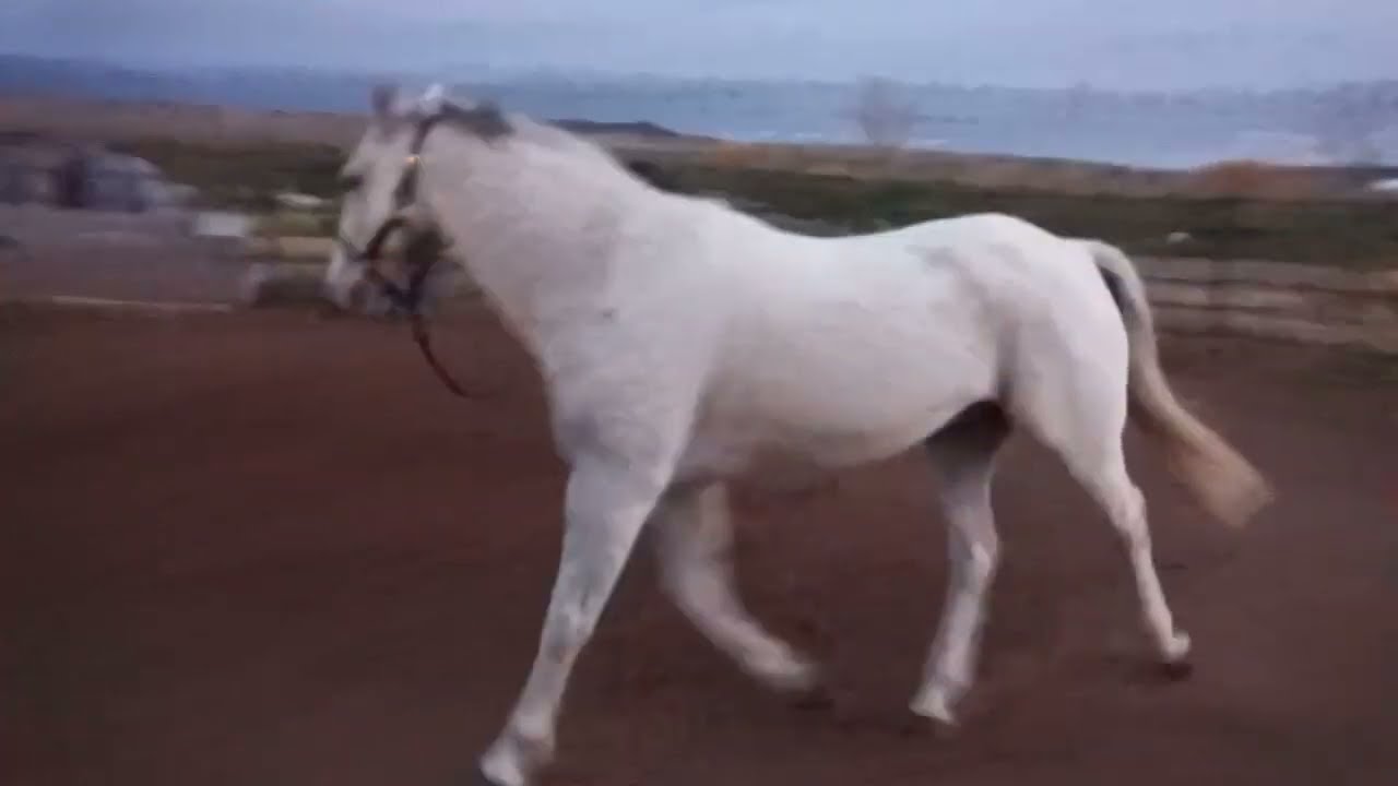  HORSE SAFETY! 🤠🐴❤️ 
