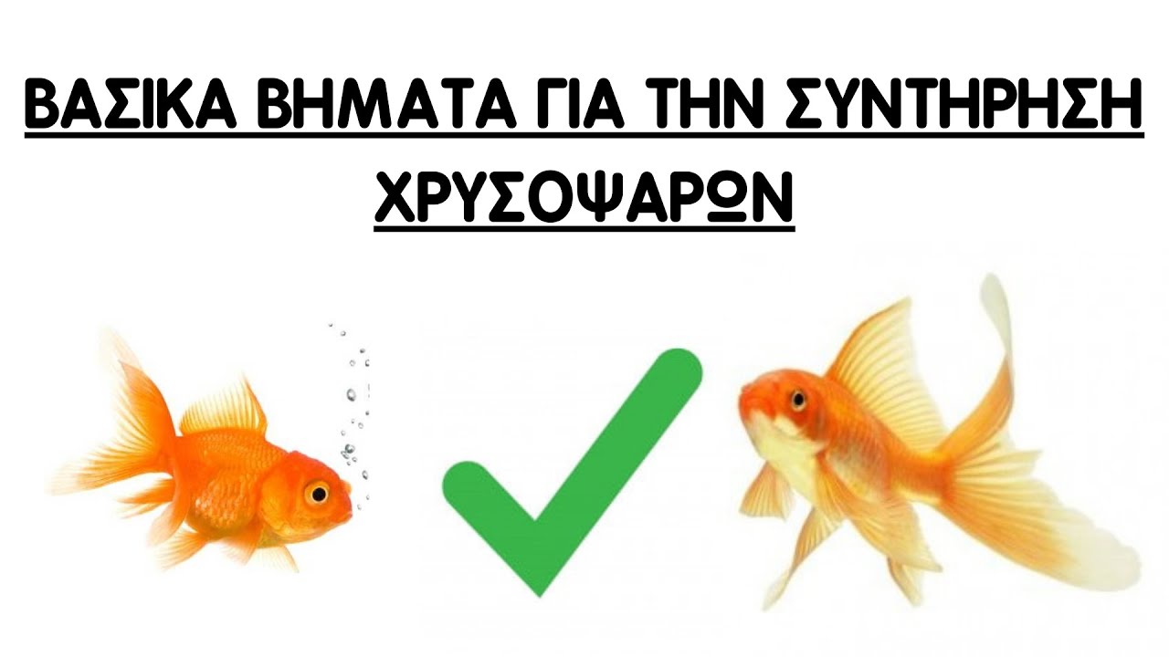 ΒΑΣΙΚΑ ΒΗΜΑΤΑ ΓΙΑ ΤΗΝ ΦΡΟΝΤΙΔΑ ΤΩΝ ΧΡΥΣΟΨΑΡΩΝ