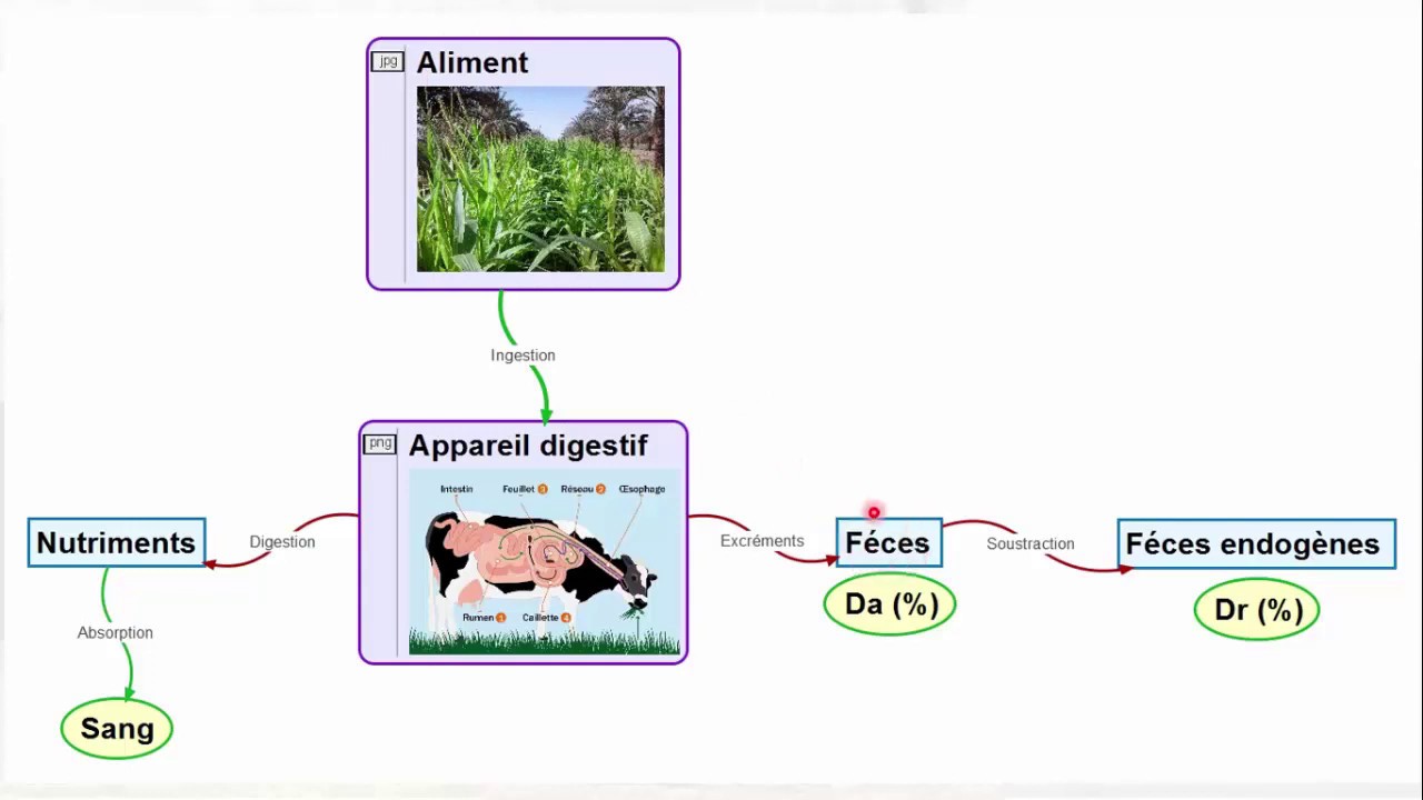Cours agronomie 2 :  Alimentation animale