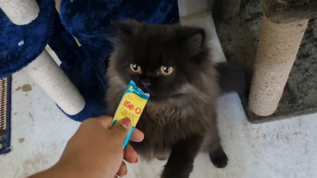 Cat siblings Snowbell & Noir's 1st stay moments ♥️  