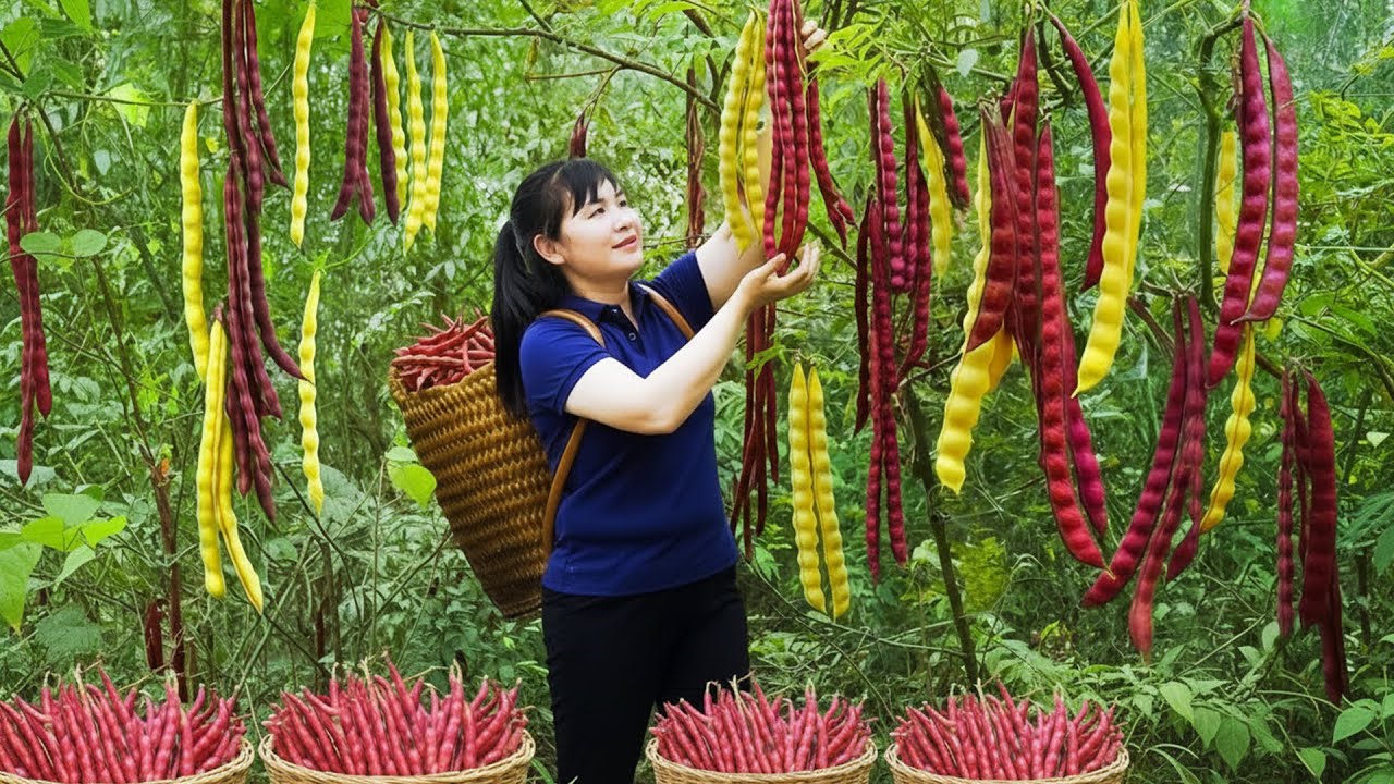 Harvest Red Green Bean, goes to the market to sell - Harvest and Cooking