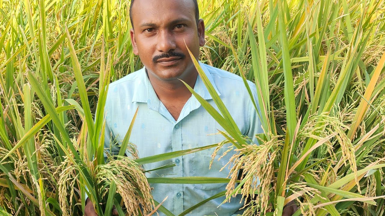 यकीन नही होगा ! इतना उत्पादन हुआ  धान का#kheti ki charcha #farming