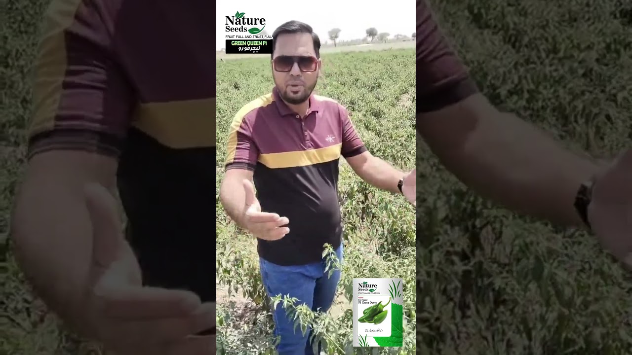 Green Queen F1 Hybrid Mirch Review | High Yield Spicy Chili | Nature Seeds Pakistan