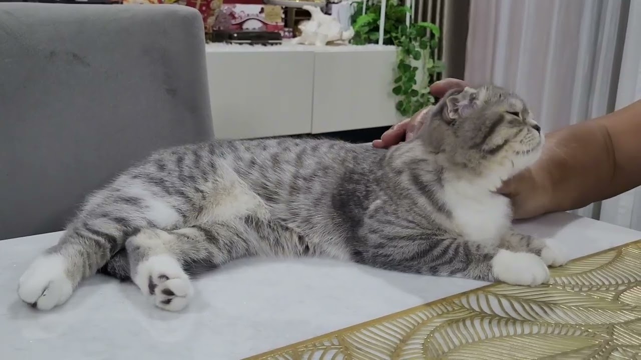 Daily Cat Petting 3 03 🥰 #cat #cats