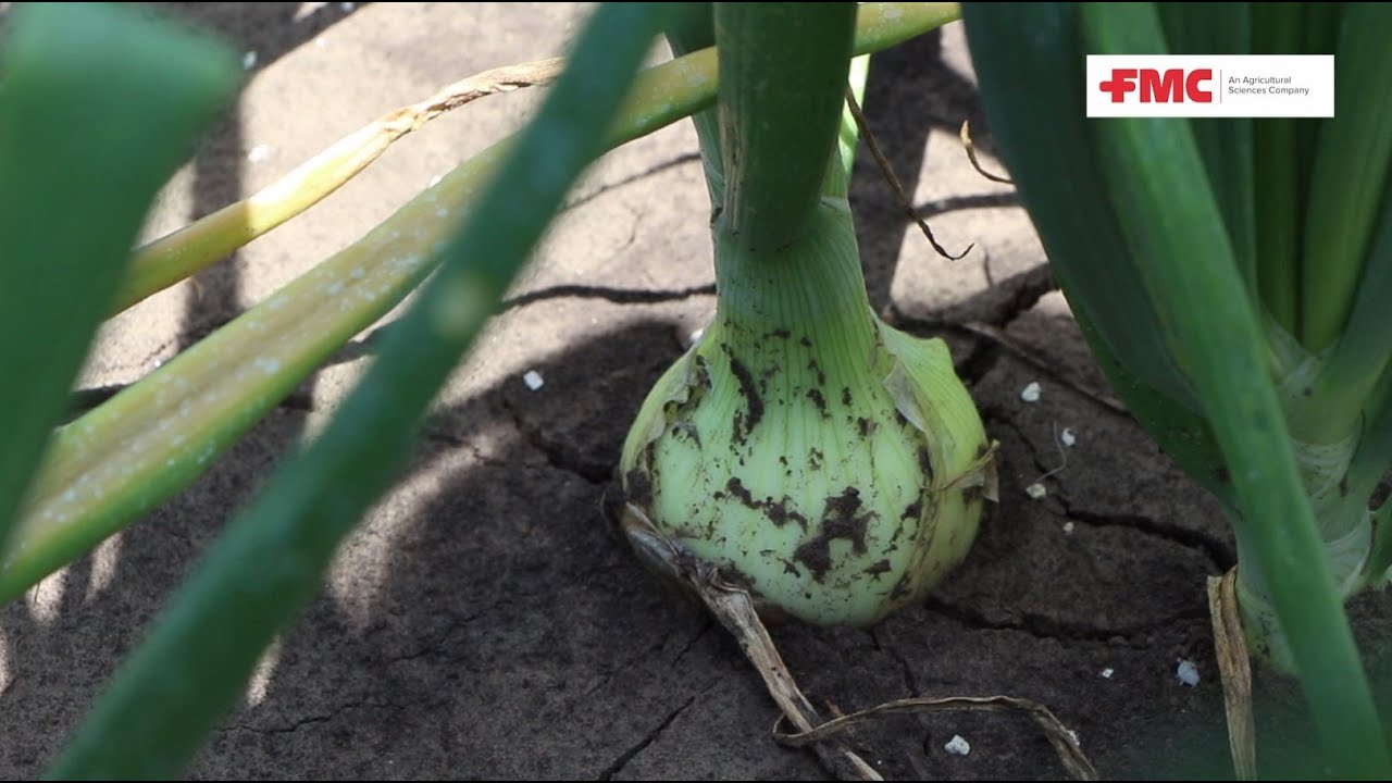 Benevia® vöröshagymában dohánytripsz ellen