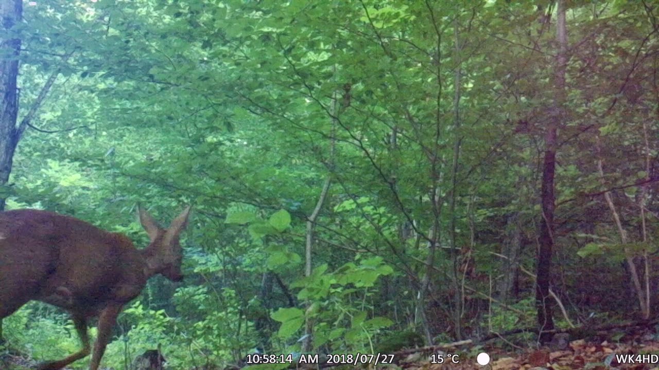 Observation Animale 3 Blonay