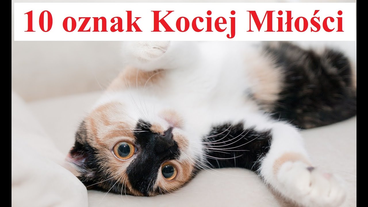 10 Oznak Kociej MIŁOŚCI - jak Koty okazują Miłość