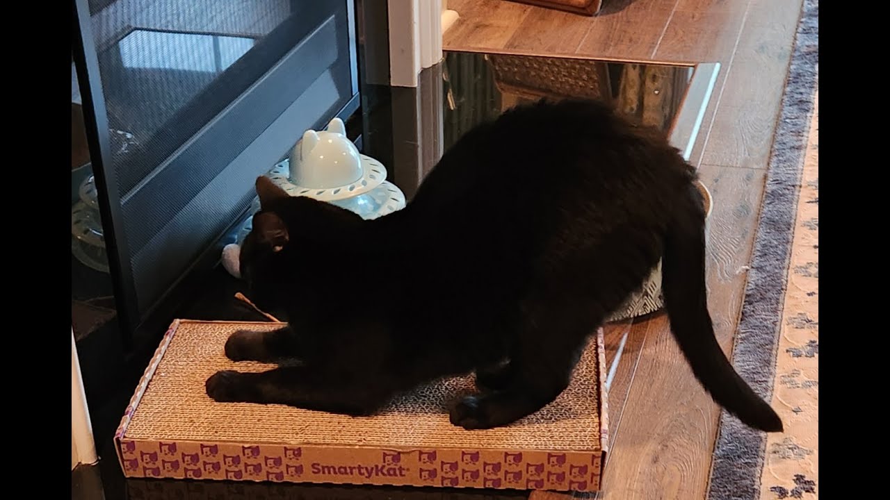 WHEN IN DOUBT, STRETCH IT OUT #housefluff, #cat , #snake ,#petsitter ,#doglife