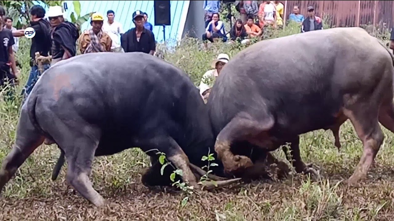 Kerass!!, Adu Kerbau (Tedong Silaga) | Petarung Tanpa Arena