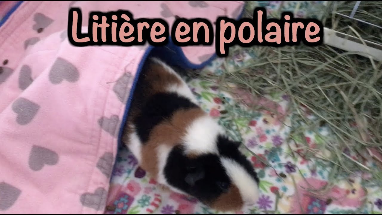 Litière de polaire - Avantage - Désavantage - Réalité - Cochon d'inde