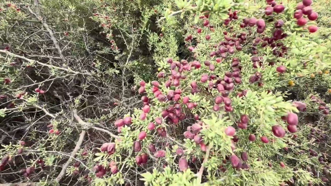  گیاهی ارزشمند از طبیعت استرالیا که نقش مهمی در حفظ اکوسیستم و تغذیه پرندگان و حیوانات بومی دارد