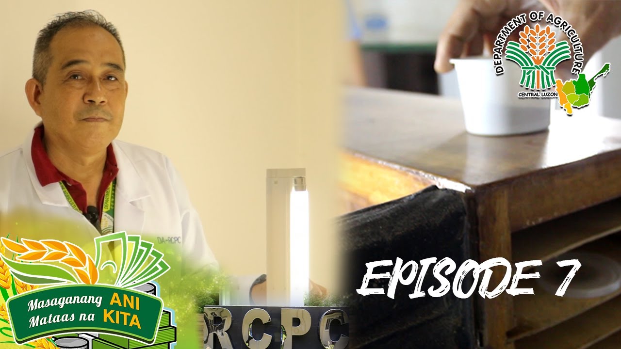 Ani at Kita sa Agrikultura: Trichogramma Wasp Mass Production | Episode 7
